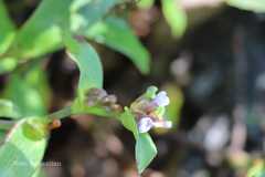 Cyanotis racemosa